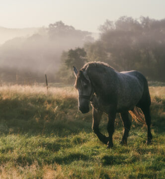 Hipoterapia i terapia ruchowa